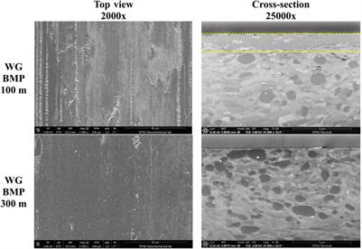 Ionic Liquid Additives in Water-Based Lubricants for Bearing Steel – Effect of Electrical Conductivity and pH on Surface Chemistry, Friction and Wear